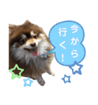 ポメつめあわせスタンプ（個別スタンプ：2）