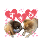 ポメつめあわせスタンプ（個別スタンプ：3）