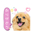 ポメつめあわせスタンプ（個別スタンプ：7）