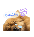 ポメつめあわせスタンプ（個別スタンプ：8）