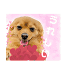 ポメつめあわせスタンプ（個別スタンプ：9）