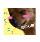 ポメつめあわせスタンプ（個別スタンプ：12）