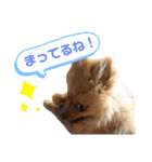 ポメつめあわせスタンプ（個別スタンプ：15）