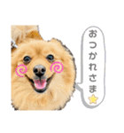 ポメつめあわせスタンプ（個別スタンプ：16）