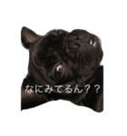 BUZZくんスタンプ（個別スタンプ：11）