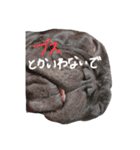 BUZZくんスタンプ（個別スタンプ：19）