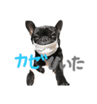 BUZZくんスタンプ（個別スタンプ：21）