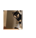 毎日うにちゃん！（個別スタンプ：1）