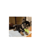 毎日うにちゃん！（個別スタンプ：3）