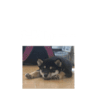 毎日うにちゃん！（個別スタンプ：4）