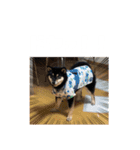 毎日うにちゃん！（個別スタンプ：7）