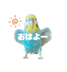 セキセイインコ(そらとゆめ)のスタンプ（個別スタンプ：1）