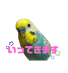 セキセイインコ(そらとゆめ)のスタンプ（個別スタンプ：2）