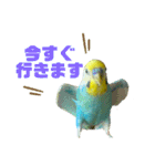 セキセイインコ(そらとゆめ)のスタンプ（個別スタンプ：3）