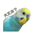 セキセイインコ(そらとゆめ)のスタンプ（個別スタンプ：4）
