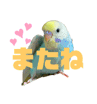 セキセイインコ(そらとゆめ)のスタンプ（個別スタンプ：5）