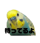 セキセイインコ(そらとゆめ)のスタンプ（個別スタンプ：6）