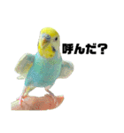 セキセイインコ(そらとゆめ)のスタンプ（個別スタンプ：7）