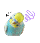 セキセイインコ(そらとゆめ)のスタンプ（個別スタンプ：8）