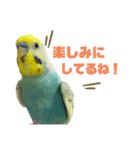 セキセイインコ(そらとゆめ)のスタンプ（個別スタンプ：9）