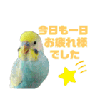 セキセイインコ(そらとゆめ)のスタンプ（個別スタンプ：10）