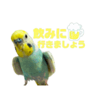 セキセイインコ(そらとゆめ)のスタンプ（個別スタンプ：11）