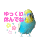セキセイインコ(そらとゆめ)のスタンプ（個別スタンプ：12）