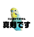 セキセイインコ(そらとゆめ)のスタンプ（個別スタンプ：13）