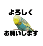 セキセイインコ(そらとゆめ)のスタンプ（個別スタンプ：14）