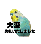 セキセイインコ(そらとゆめ)のスタンプ（個別スタンプ：15）