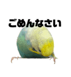 セキセイインコ(そらとゆめ)のスタンプ（個別スタンプ：16）