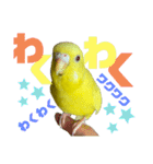 セキセイインコ(そらとゆめ)のスタンプ（個別スタンプ：17）