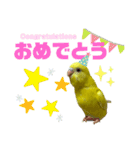 セキセイインコ(そらとゆめ)のスタンプ（個別スタンプ：18）