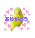 セキセイインコ(そらとゆめ)のスタンプ（個別スタンプ：19）