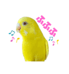 セキセイインコ(そらとゆめ)のスタンプ（個別スタンプ：20）