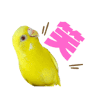 セキセイインコ(そらとゆめ)のスタンプ（個別スタンプ：21）