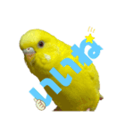 セキセイインコ(そらとゆめ)のスタンプ（個別スタンプ：22）