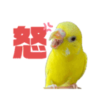 セキセイインコ(そらとゆめ)のスタンプ（個別スタンプ：23）