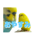 セキセイインコ(そらとゆめ)のスタンプ（個別スタンプ：24）