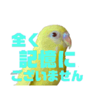 セキセイインコ(そらとゆめ)のスタンプ（個別スタンプ：25）