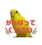 セキセイインコ(そらとゆめ)のスタンプ（個別スタンプ：26）
