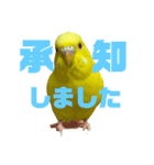 セキセイインコ(そらとゆめ)のスタンプ（個別スタンプ：28）