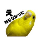 セキセイインコ(そらとゆめ)のスタンプ（個別スタンプ：30）