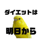 セキセイインコ(そらとゆめ)のスタンプ（個別スタンプ：31）