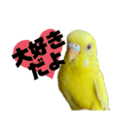 セキセイインコ(そらとゆめ)のスタンプ（個別スタンプ：32）