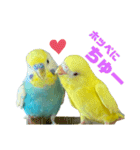 セキセイインコ(そらとゆめ)のスタンプ（個別スタンプ：33）