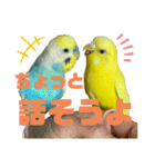 セキセイインコ(そらとゆめ)のスタンプ（個別スタンプ：34）