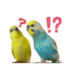 セキセイインコ(そらとゆめ)のスタンプ（個別スタンプ：35）