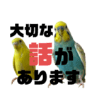 セキセイインコ(そらとゆめ)のスタンプ（個別スタンプ：36）
