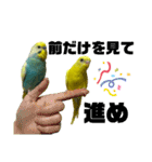 セキセイインコ(そらとゆめ)のスタンプ（個別スタンプ：37）